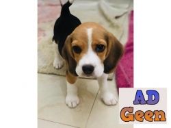 used Tricolor Beagle puppies are available in best price. Call or whats app on 7053692925. for sale 
